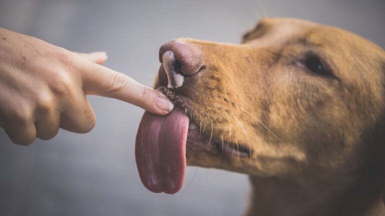 Should You Let Your Dog Lick Your Face? What the Experts Actually Say