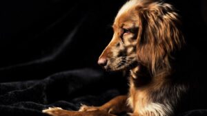 Ten Everyday Occurrences Your Dog Is Absolutely Convinced Are a National Disaster