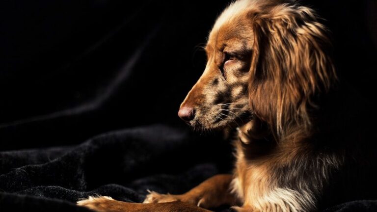 Ten Everyday Occurrences Your Dog Is Absolutely Convinced Are a National Disaster