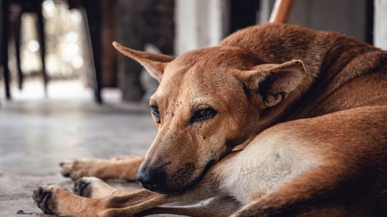 Your Dog May Be Hurting Right Now and Not Showing It the Way You Think