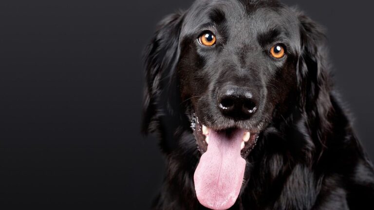 What It Really Looks Like When a Dog Chooses You — And You’ll Know Every Single One