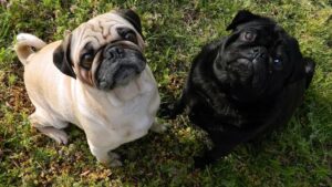 12 Affordable Dog Breeds Perfect for Seniors Living on Retirement Income