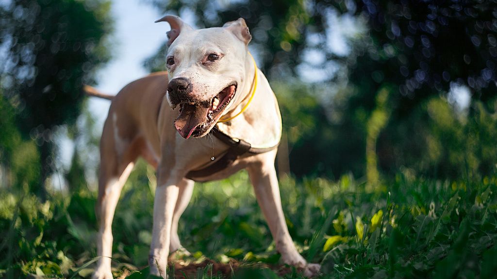 The Zodiac Signs That Were Always Meant to Rescue a Pitbull