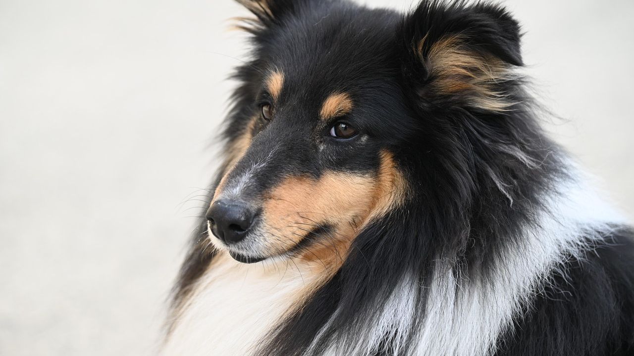 12 Dog Breeds That Understand Water Signs Better Than Humans Do