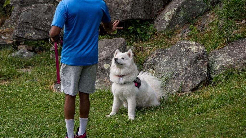 The Zodiac Signs That Thrive With a Husky - And the Ones That Should Never Own One