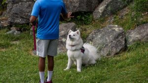 The Zodiac Signs That Thrive With a Husky - And the Ones That Should Never Own One