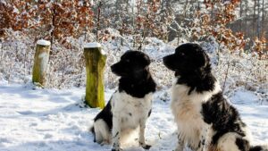 7 Rare Dog Breeds Most Owners Have Never Heard Of That Are Changing Lives