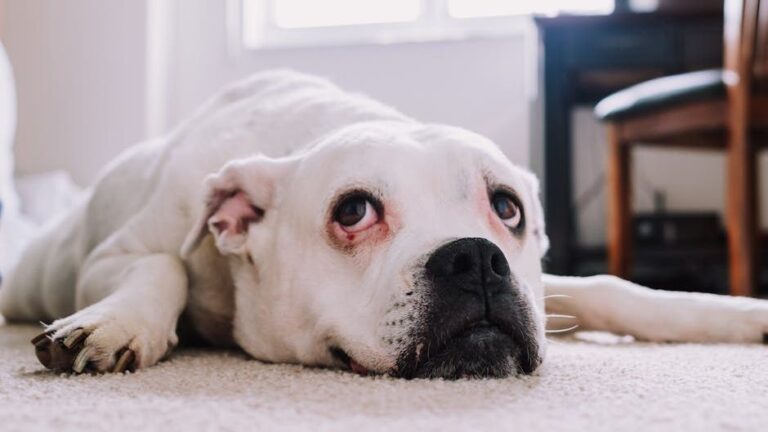 7 Things Your Dog Does Right Before They Stop Trusting You Forever
