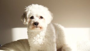 9 Dog Breeds That Refuse to Eat When Their Favorite Person Leaves Home