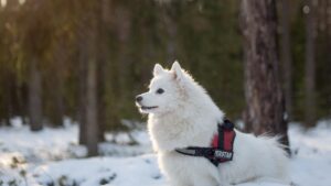10 Dog Breeds Air Signs Fall in Love With Instantly