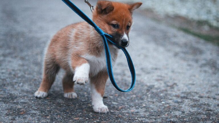 8 Subtle Ways Your Dog Tests Whether You'll Protect Them in Danger