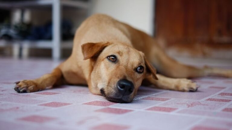 Psychology Says Dogs Who Stare at You While Sleeping Are Guarding Against a Threat Only They Can Sense