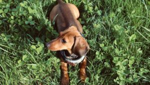 Your Zodiac Sign Reveals Whether You Need a Calm Dog or a Chaotic One