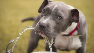 Vet Expert Shares Their 'Biggest Concerns' for Pets This Summer, and How to Prevent Them