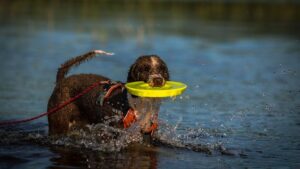 7 Dog Breeds That Are Spiritually Aligned With Water Signs