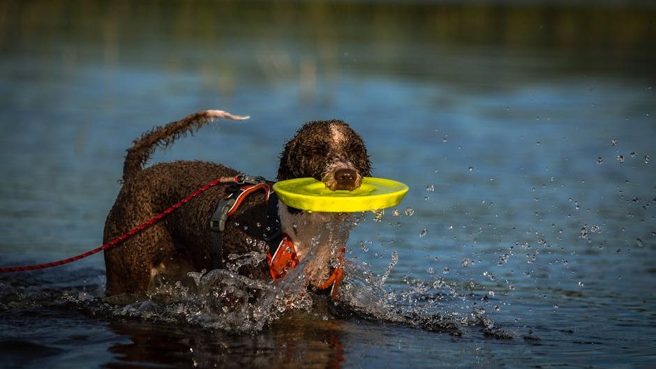 7 Dog Breeds That Are Spiritually Aligned With Water Signs
