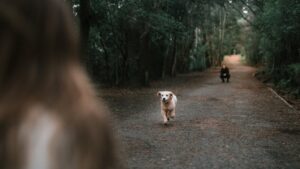 People Whose Dogs Follow Them to the Bathroom Often Share This One Personality Trait Psychologists Recognize