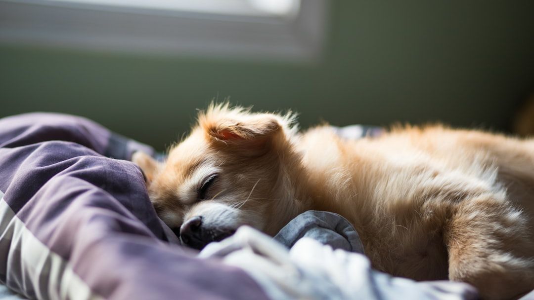 The Real Reason Rescue Dogs Wake Up Screaming (And What They're Reliving)