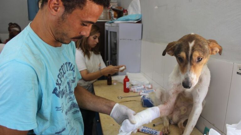 Psychology Says Dogs Experience a Form of Emotional Numbness After Repeated Trauma That Mirrors Human PTSD