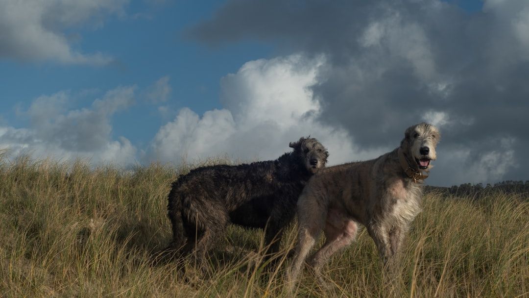 If Your Dog Does This One Thing During Storms, Veterinarians Say You Need to Act Immediately