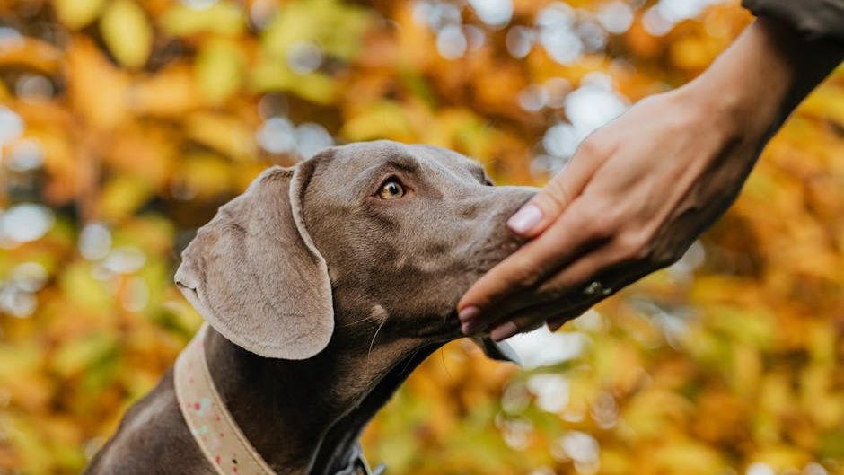 Why Dogs Can Sense When Their Owners Are Lying - And What They Do About It