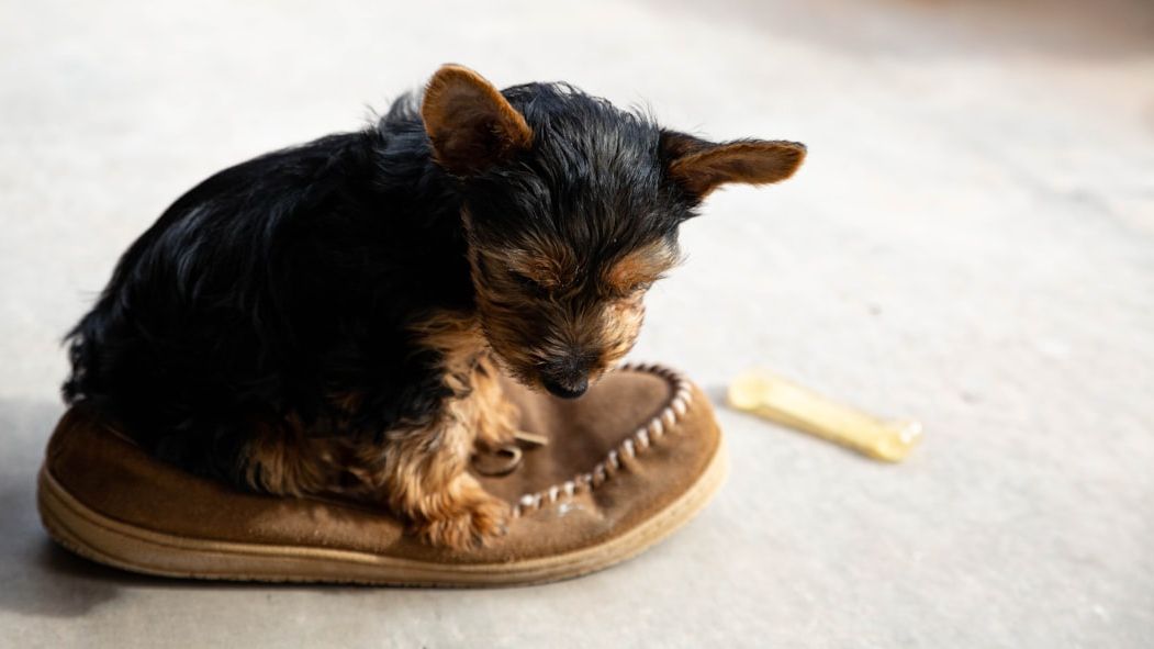 Why Your Dog Chews Your Left Shoe and Never the Right One!