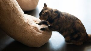 The Truth About Why Cats Knead Blankets - The Heartbreaking Connection to Their Past!