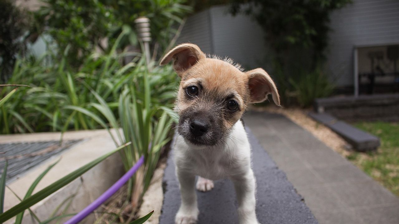 Why Your Dog Tilts Their Head When You Speak (It Has Nothing to Do with Hearing!)