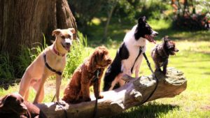 The importance of socialising your dog: Tips and Tricks