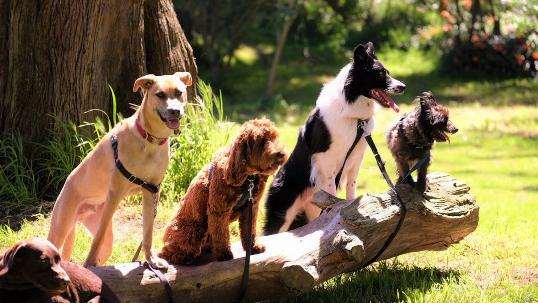 The importance of socialising your dog: Tips and Tricks