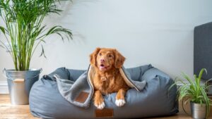 Top Tips If You've Never Looked After A Dog Before