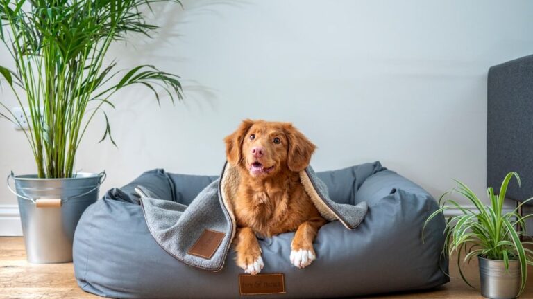 Top Tips If You've Never Looked After A Dog Before