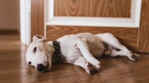 10 Signs Your Dog is Holding On Before Crossing The Rainbow Bridge