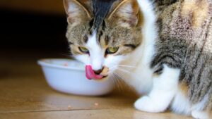 The Silent Cry for Help 90% of Cat Owners Completely Ignore!