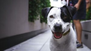 Beyond the Behavior: Caregiver Guilt, Burden, and Well-Being Among Owners of Dogs with Behavior Problems