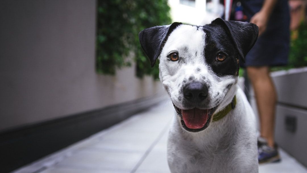Beyond the Behavior: Caregiver Guilt, Burden, and Well-Being Among Owners of Dogs with Behavior Problems