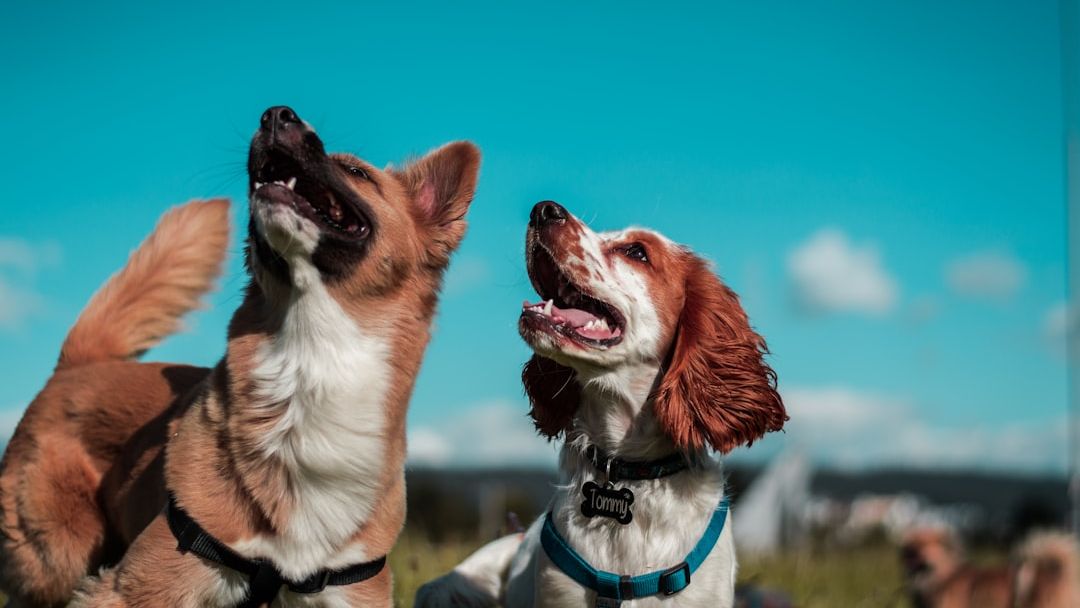 What Your Dog's Behavior Challenges Are Really Telling You