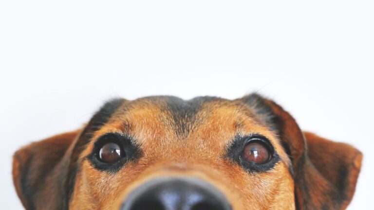 Your Dog Might Be Secretly Managing Your Behavior and You Don't Even Know It