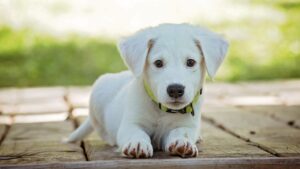 Dog Astrology Guide: What Your Dog's Zodiac Sign Means