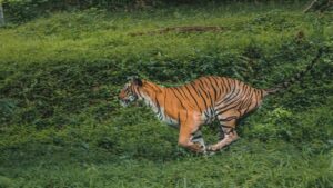 Rescued Tiger Begins Life of Freedom After Years Chained in Captivity