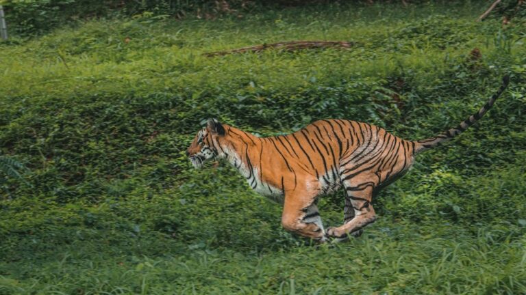 Rescued Tiger Begins Life of Freedom After Years Chained in Captivity