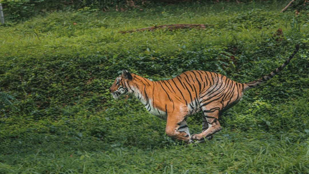 Rescued Tiger Begins Life of Freedom After Years Chained in Captivity