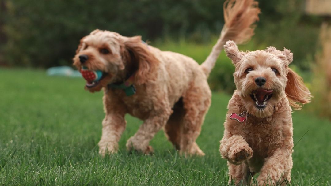 7 Things Dogs Never Forget - No Matter How Much Time Has Passed