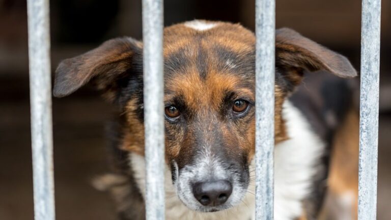 Psychology Says Dogs Remember Emotional Cruelty Longer Than Physical Pain and Never Fully Forget It