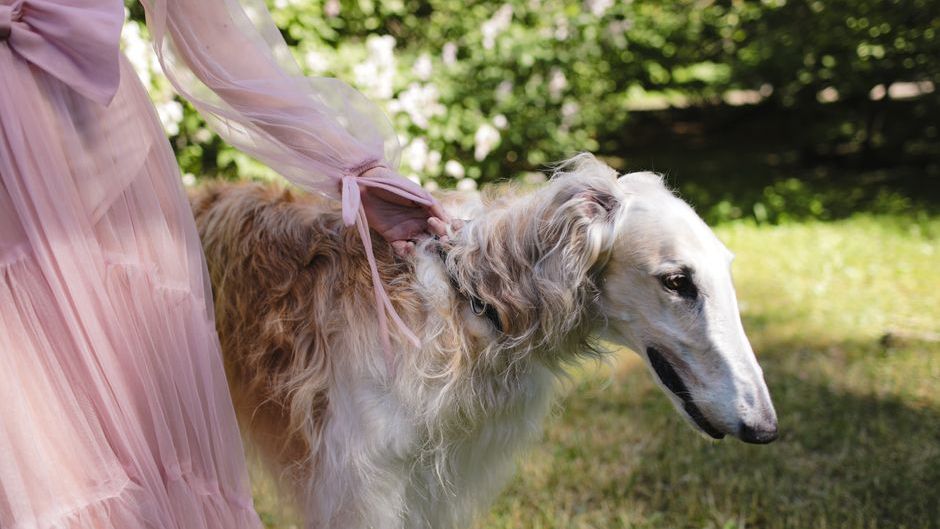 12 Dog Breeds That Bond With One Person Forever and 5 That Love Everyone Equally