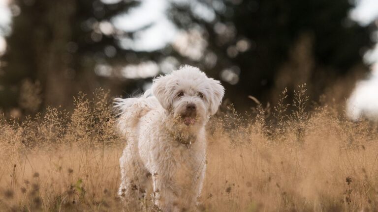 Psychology Says Dogs Are More Likely to Act Out When They Sense Their Owner Is Suppressing Rage