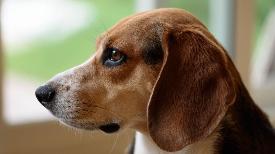 10 Dog Breeds That Fall Apart When Left Alone and 5 That Actually Prefer Solitude