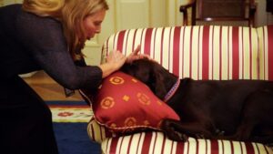 14 Quiet Things Senior Dogs Do When They Know Their Time Is Getting Close