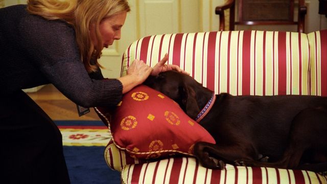 14 Quiet Things Senior Dogs Do When They Know Their Time Is Getting Close