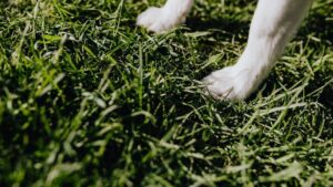 How To Care For Your Dog's Paws This Summer